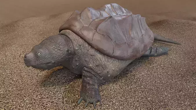 Game Turtle Model