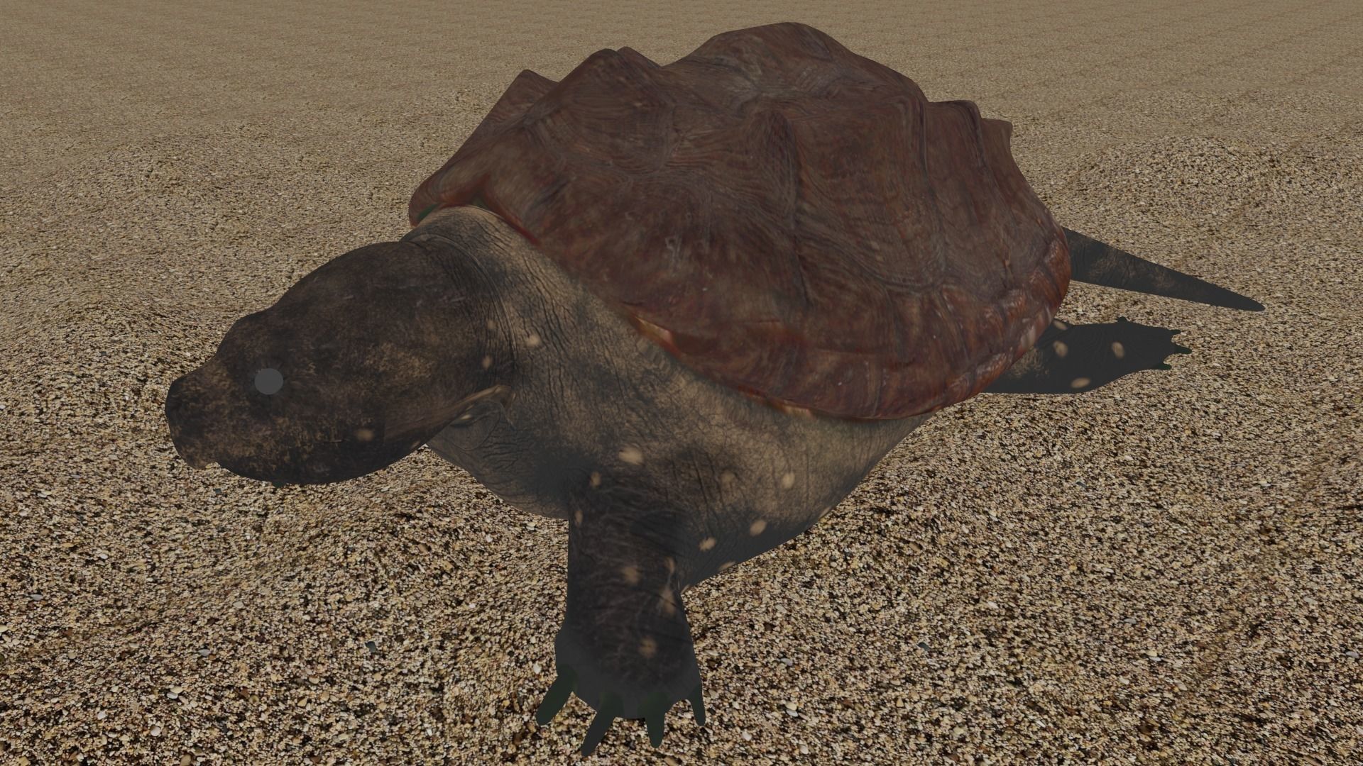 Game Turtle Model Low-poly 3D model_1