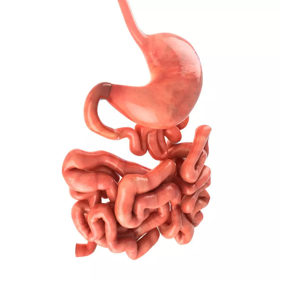 Stomach and small intestine Low-poly 3D model_0