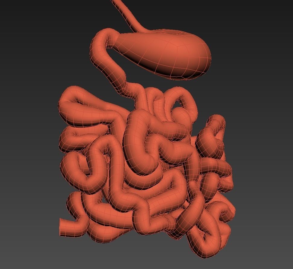 Stomach and small intestine Low-poly 3D model_10