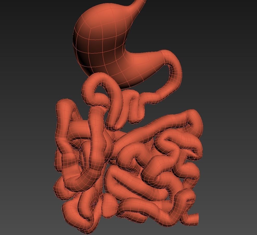 Stomach and small intestine Low-poly 3D model_11