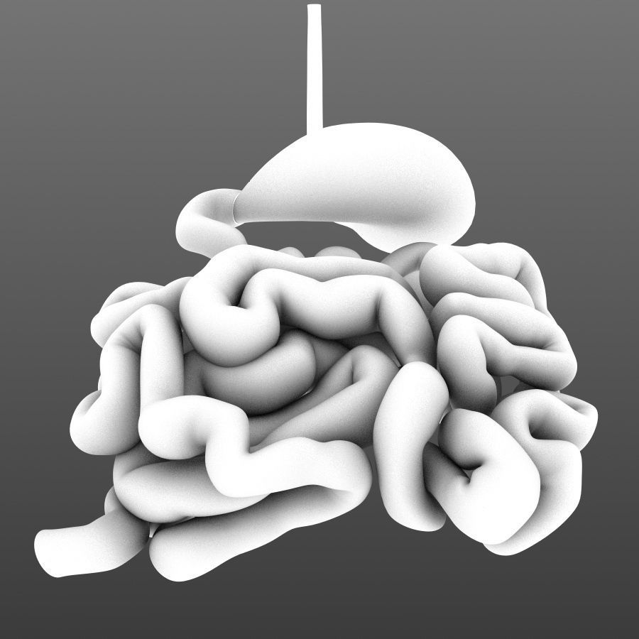 Stomach and small intestine Low-poly 3D model_7