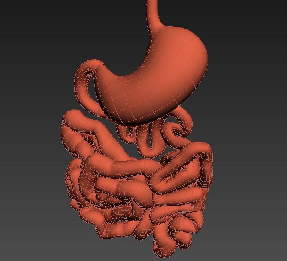 Stomach and small intestine Low-poly 3D model_9