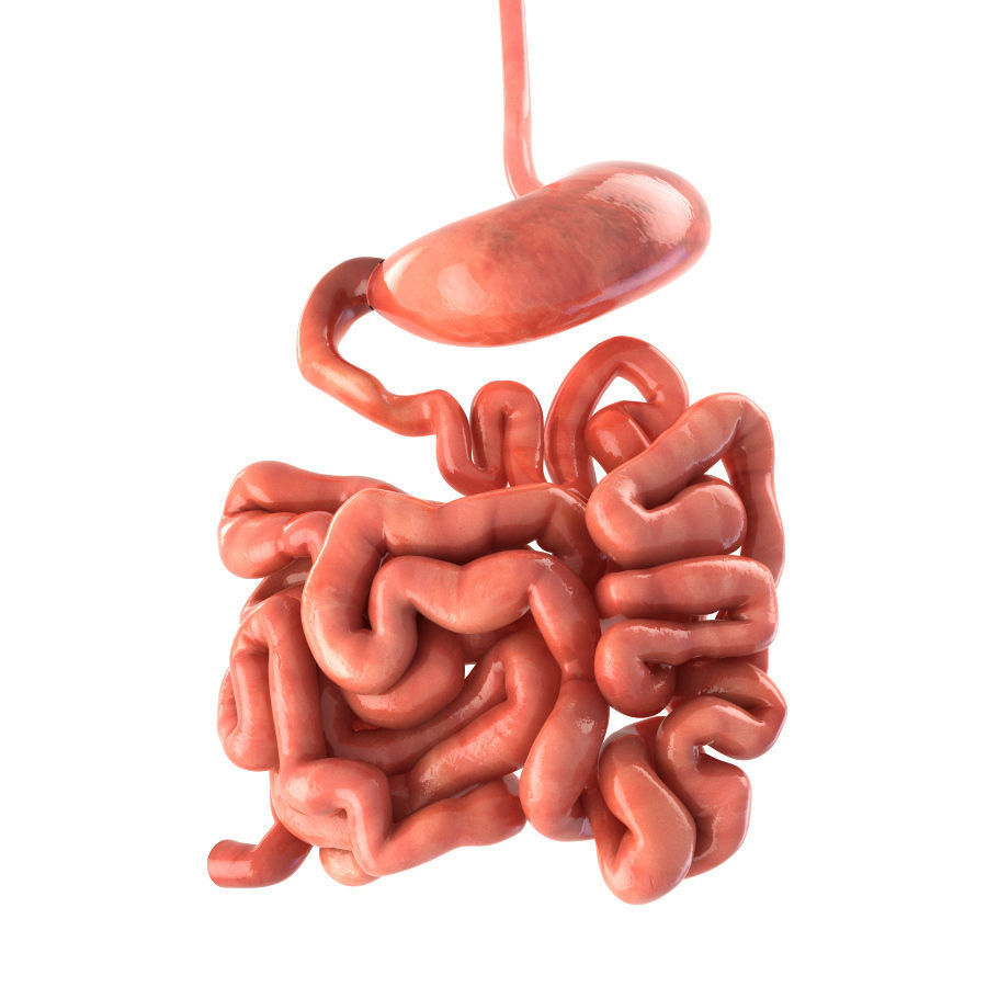 Stomach and small intestine Low-poly 3D model_2