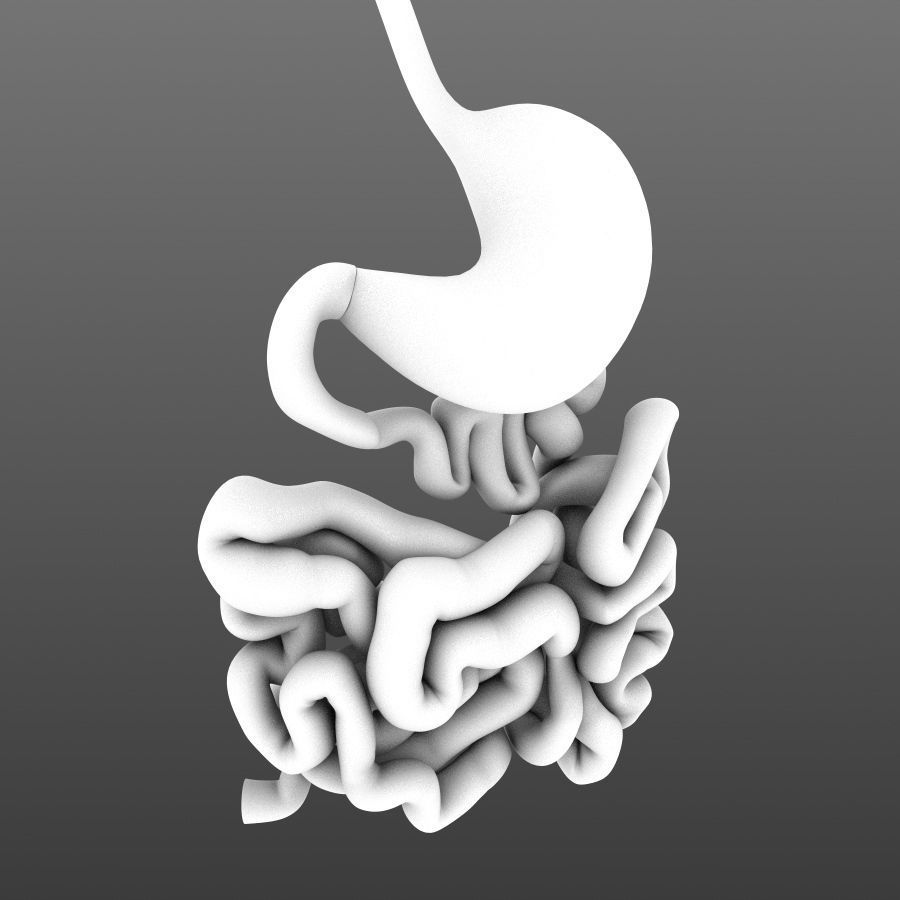 Stomach and small intestine Low-poly 3D model_4
