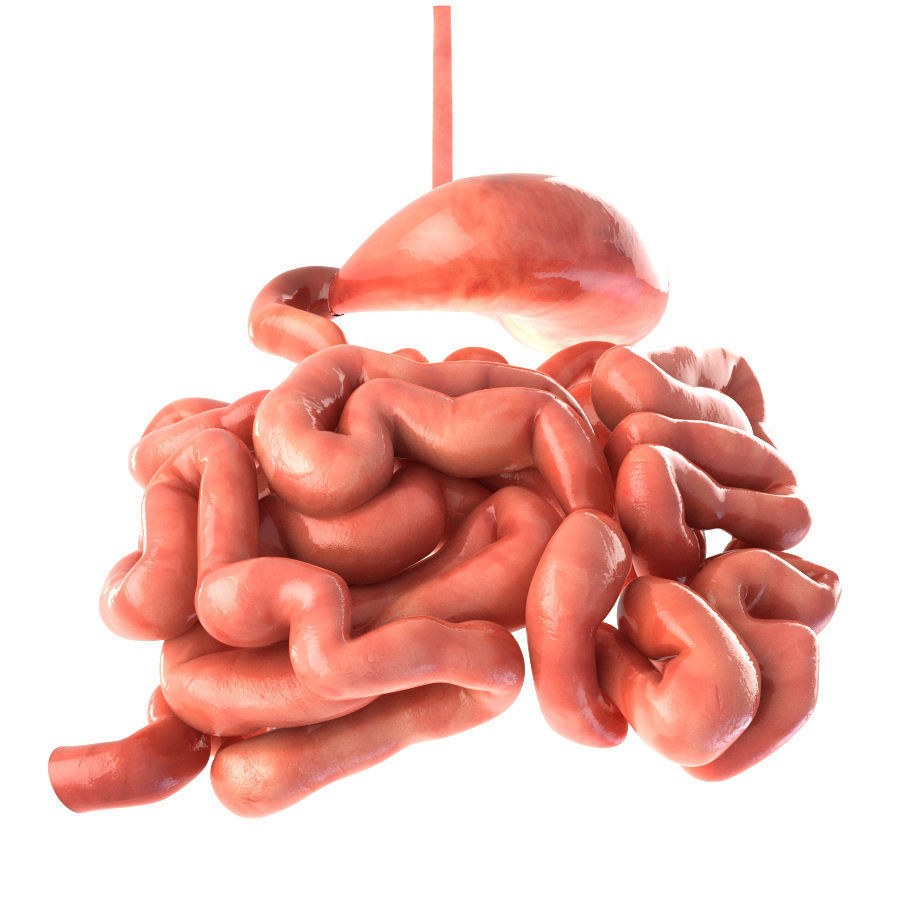 Stomach and small intestine Low-poly 3D model_3