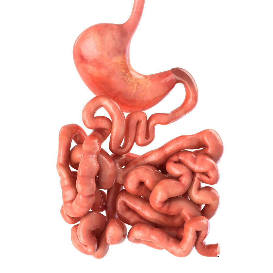 Stomach and small intestine Low-poly 3D model_1