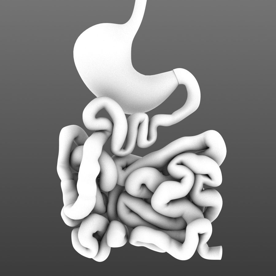 Stomach and small intestine Low-poly 3D model_6
