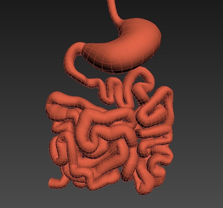 Stomach and small intestine Low-poly 3D model_8