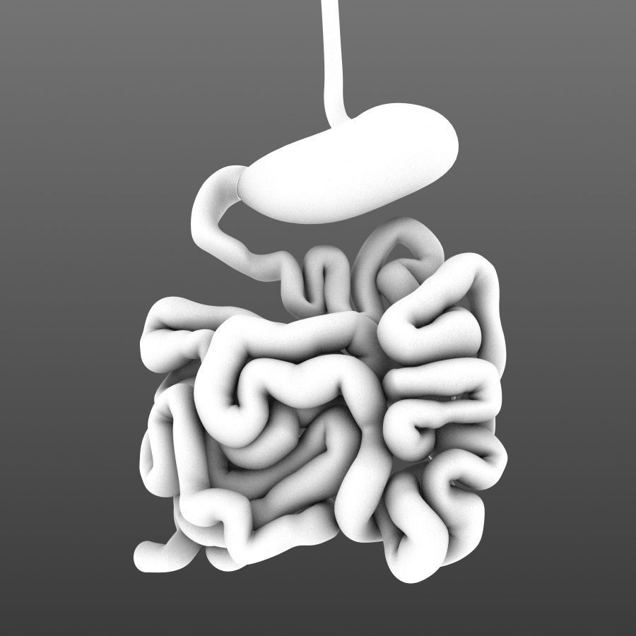 Stomach and small intestine Low-poly 3D model_5