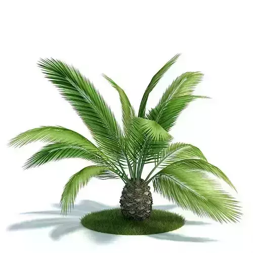 Green Tropical Plant   Phoenix Canarienis