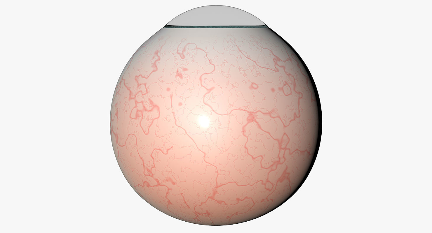 Eyeball 3d Model egg 3D model_6
