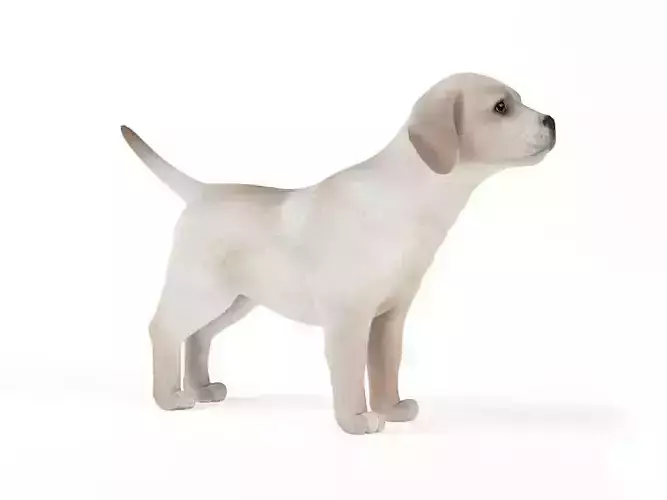 White Puppy Paying Attention 3D model