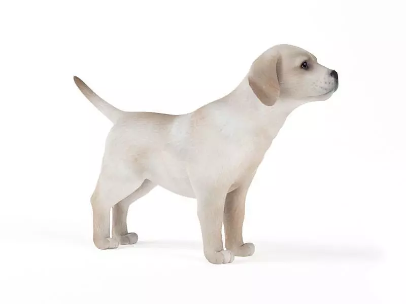 White Puppy Paying Attention 3D model_0