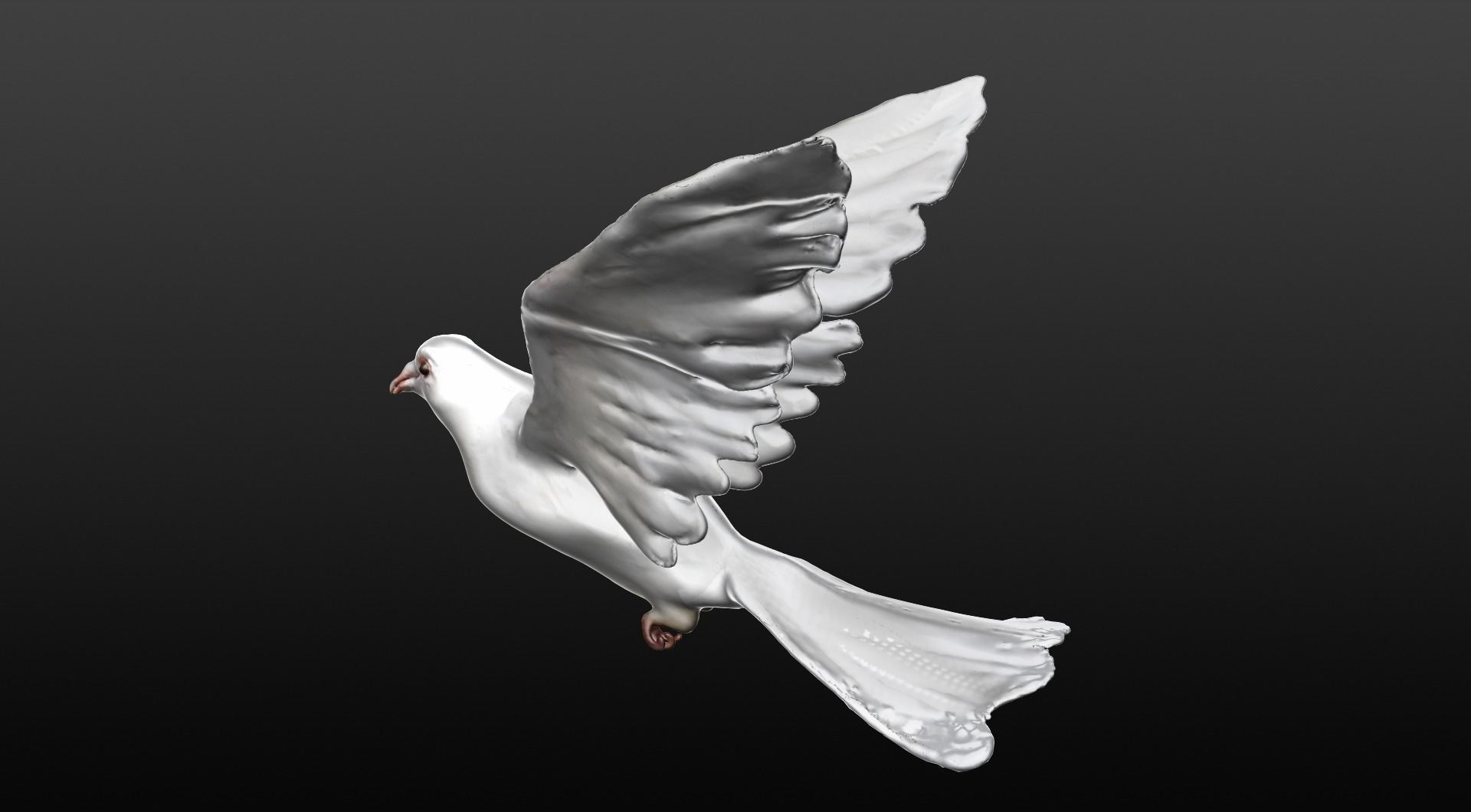 white dove 3D model_4