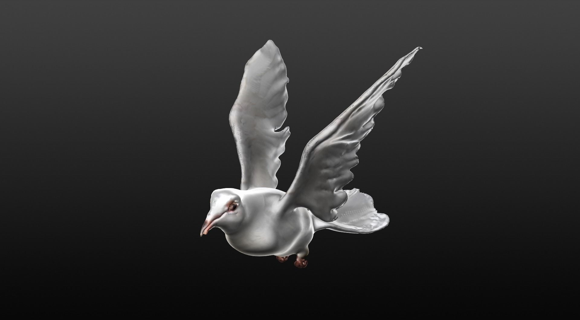white dove 3D model_2