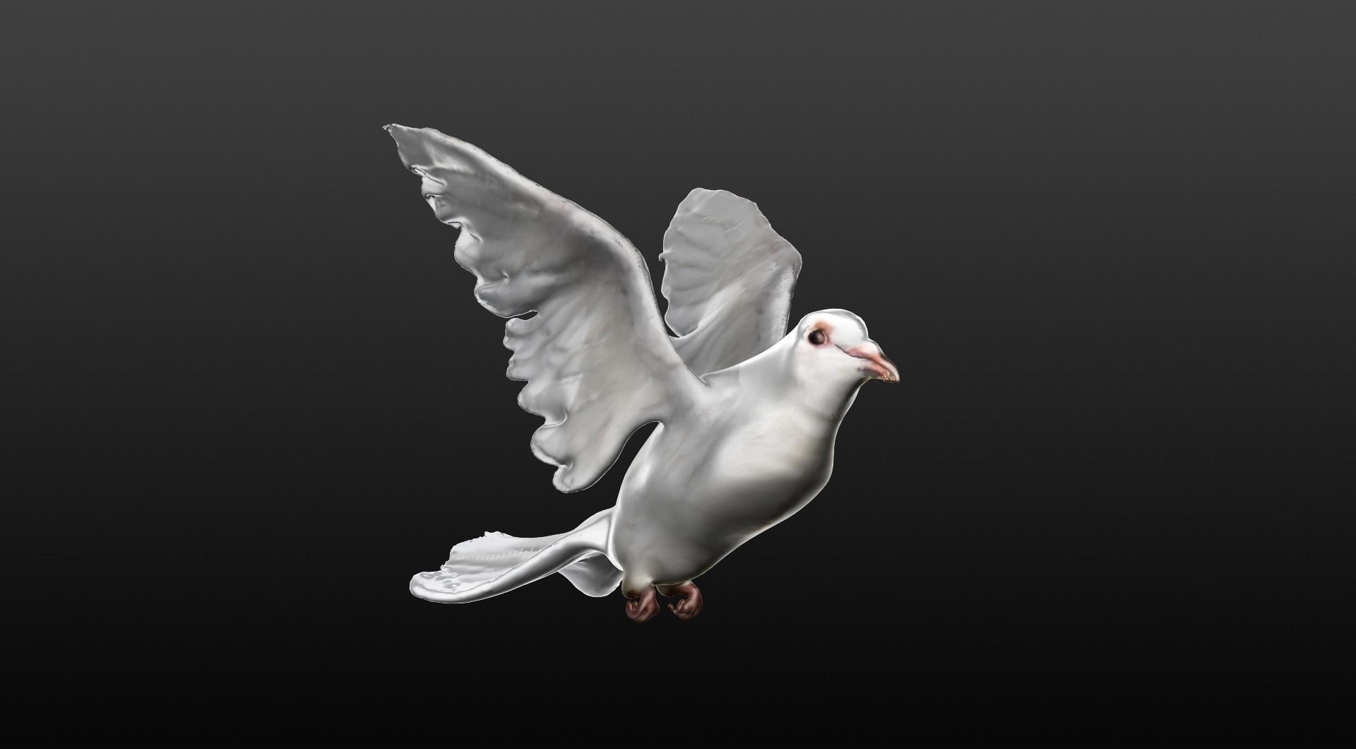 white dove 3D model_3