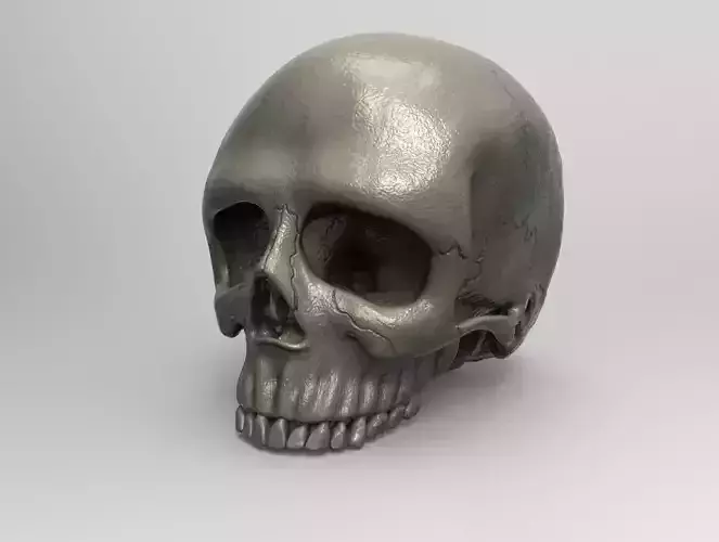Ultra realistic human skull