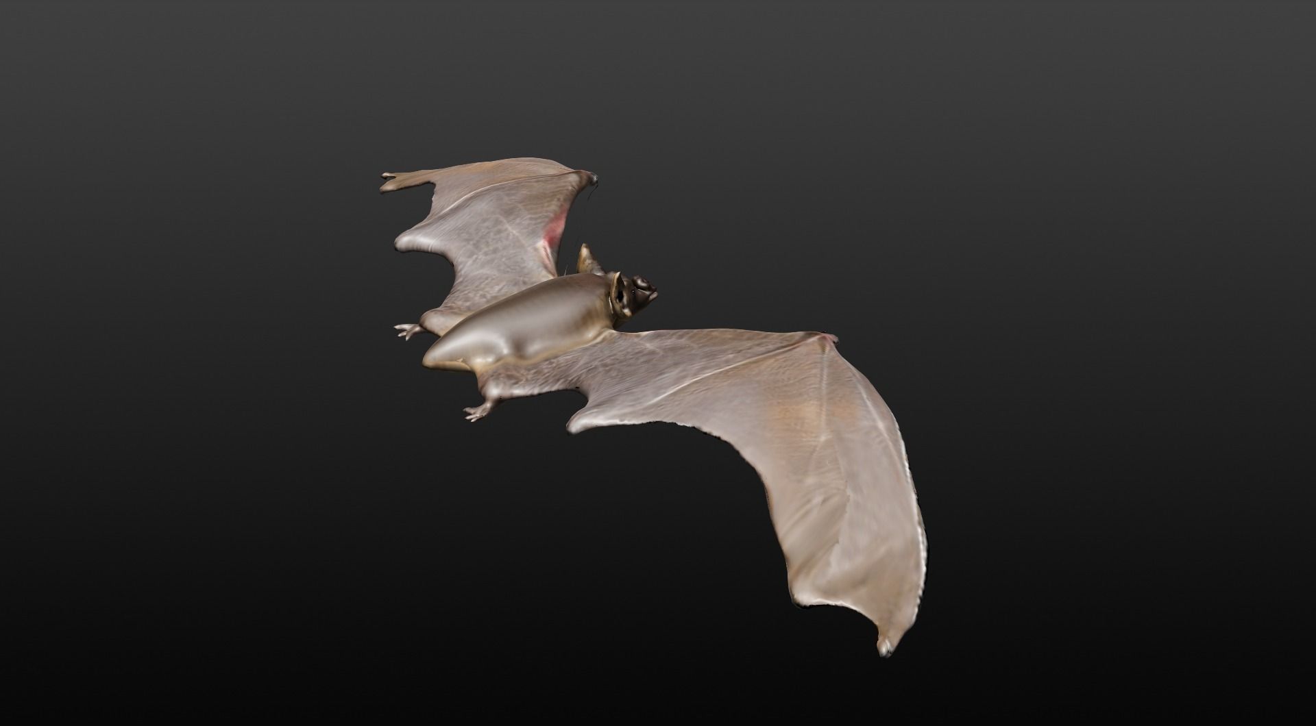VAMPIRE BAT  3D model_6