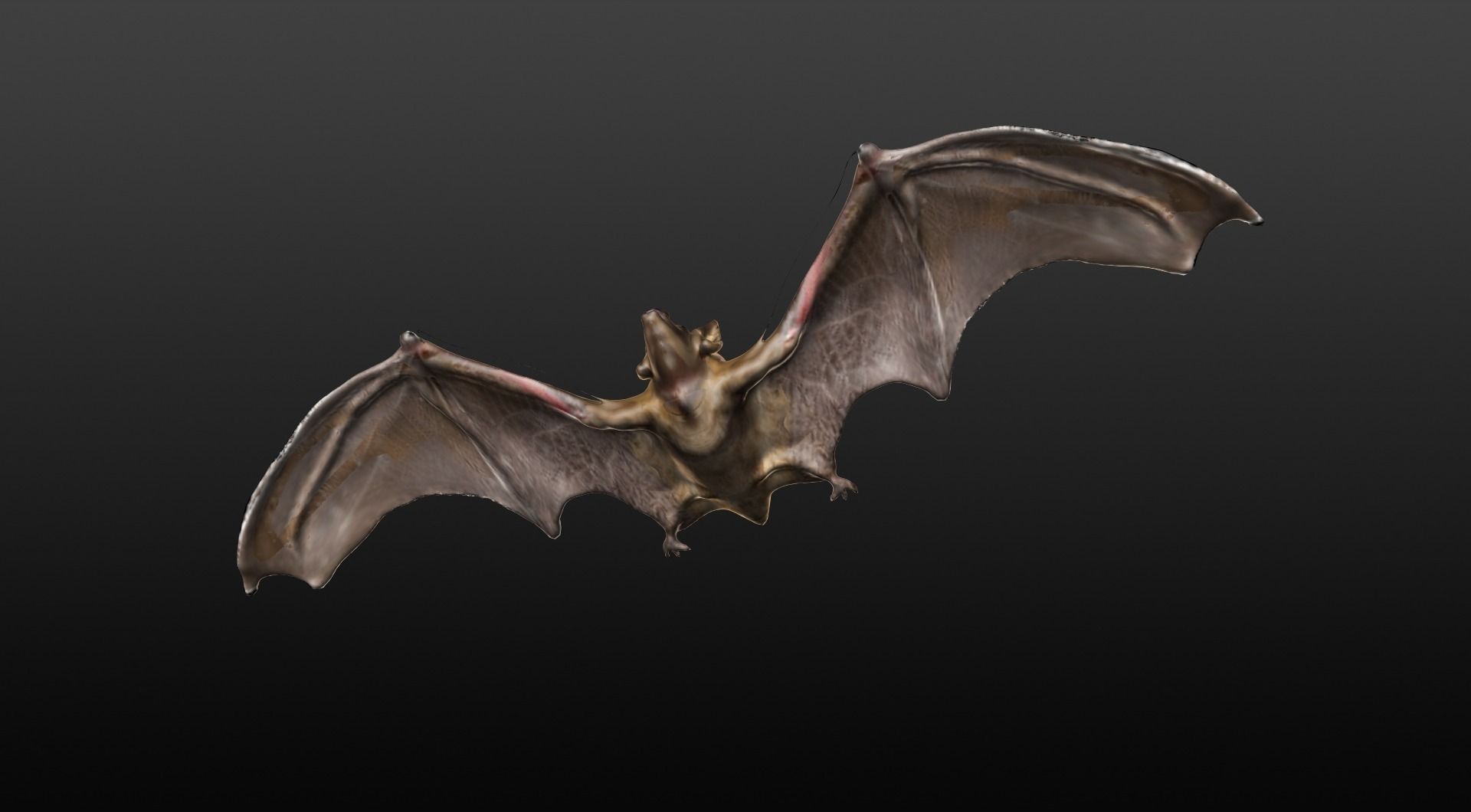 VAMPIRE BAT  3D model_3