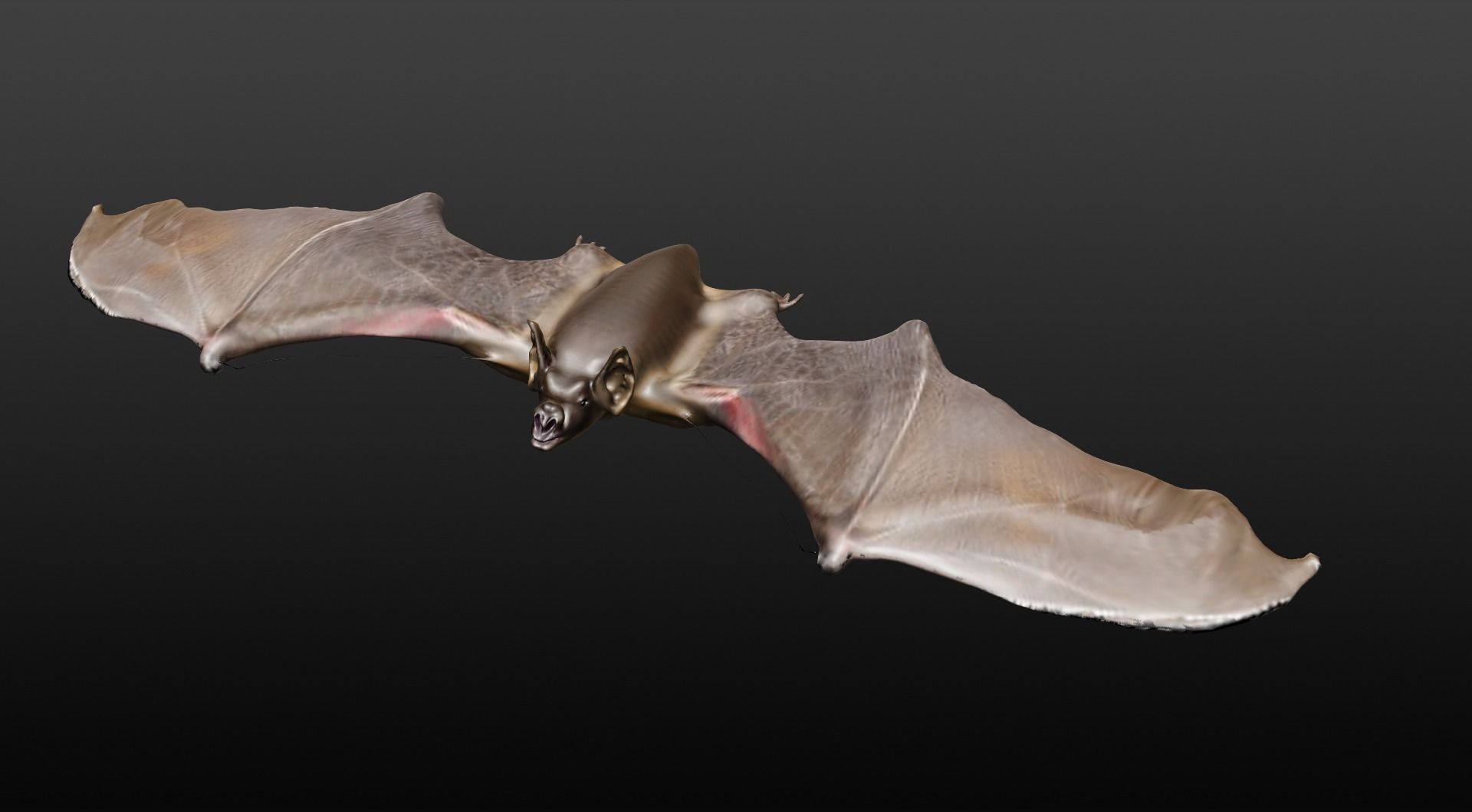 VAMPIRE BAT  3D model_0