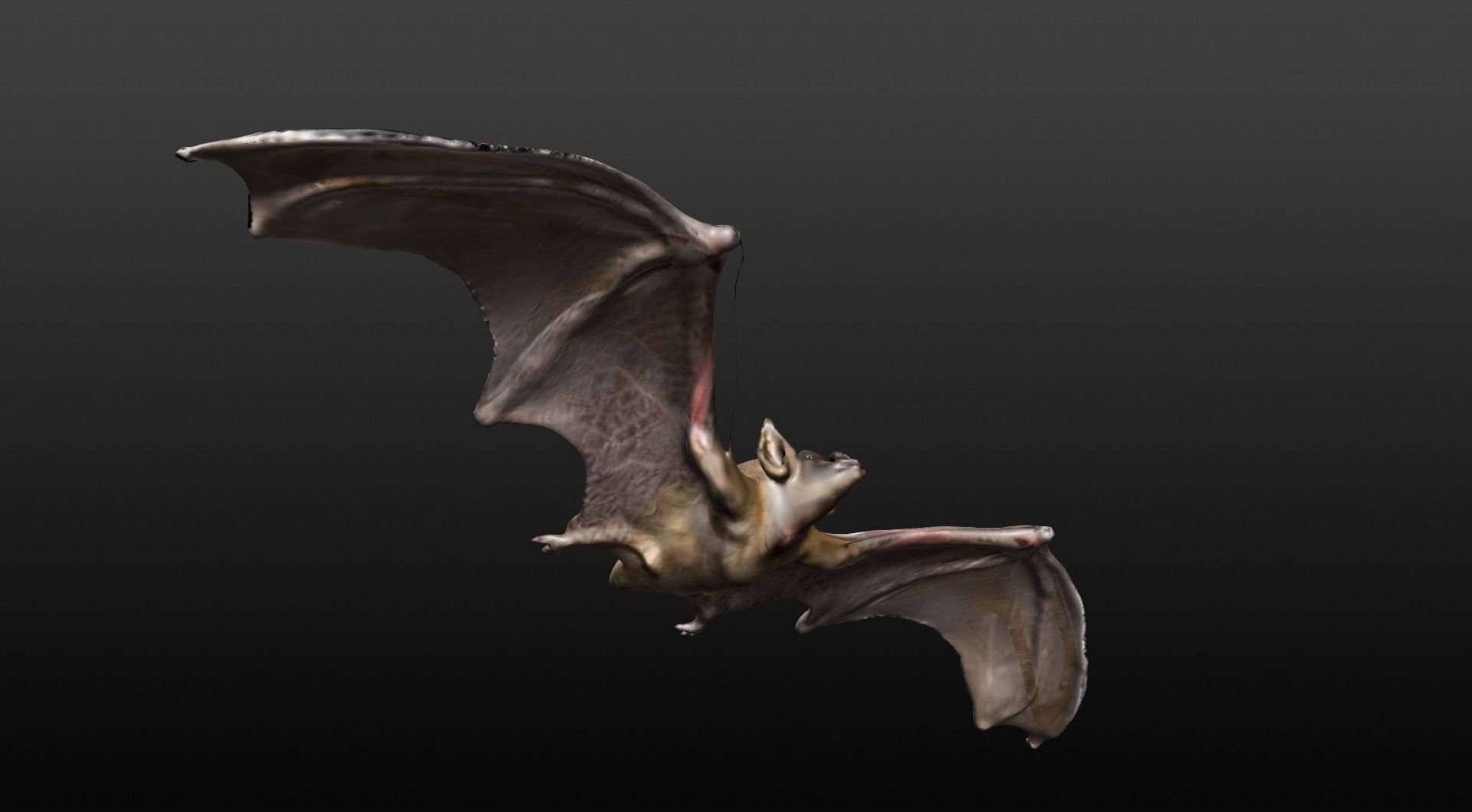 VAMPIRE BAT  3D model_1