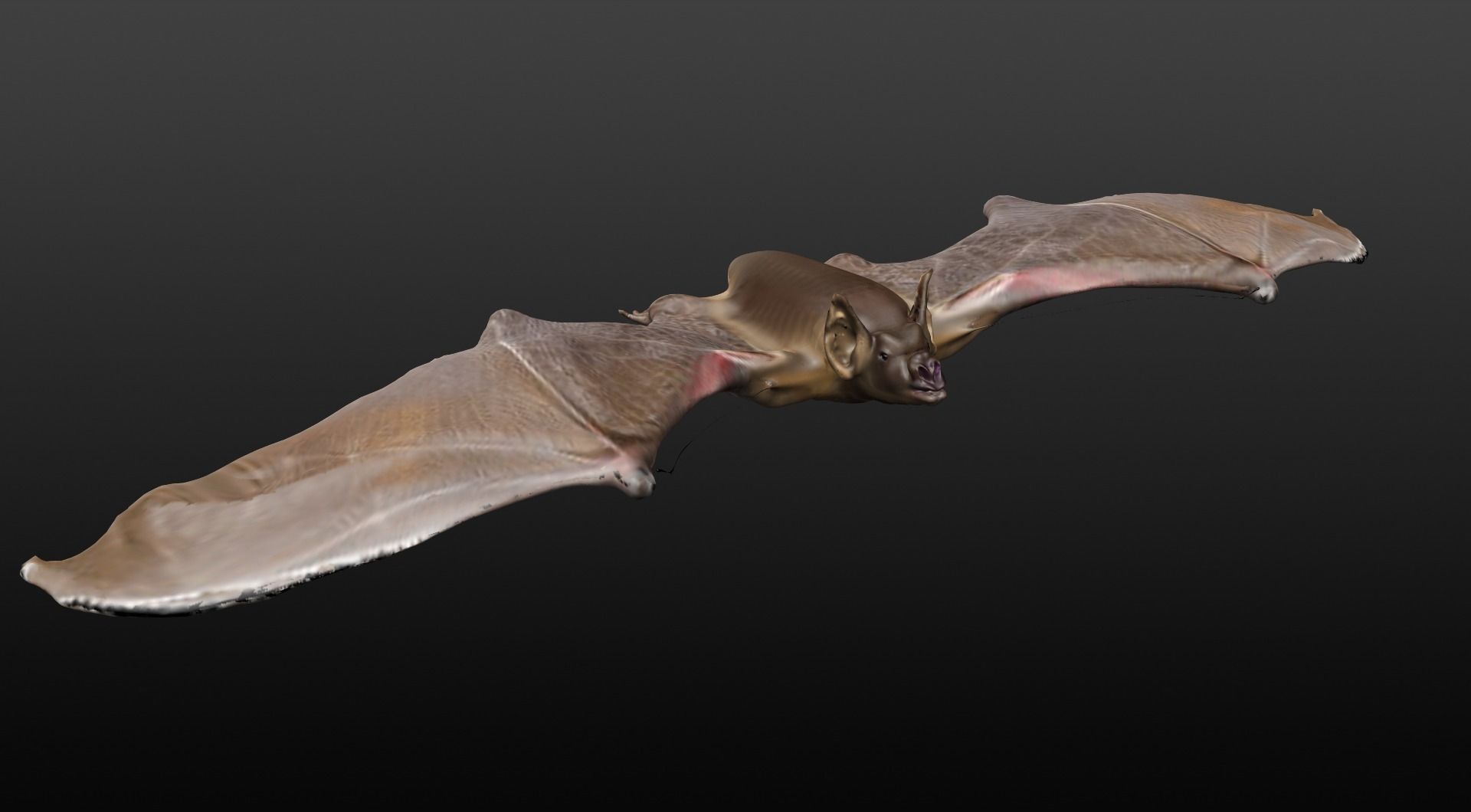 VAMPIRE BAT  3D model_7