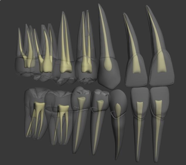 dental inside 3D model_1
