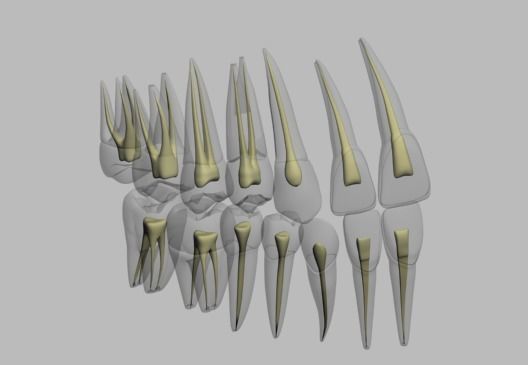 dental inside 3D model_2