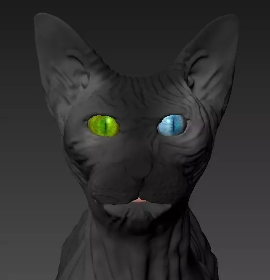 Cat Sphynx 3D model