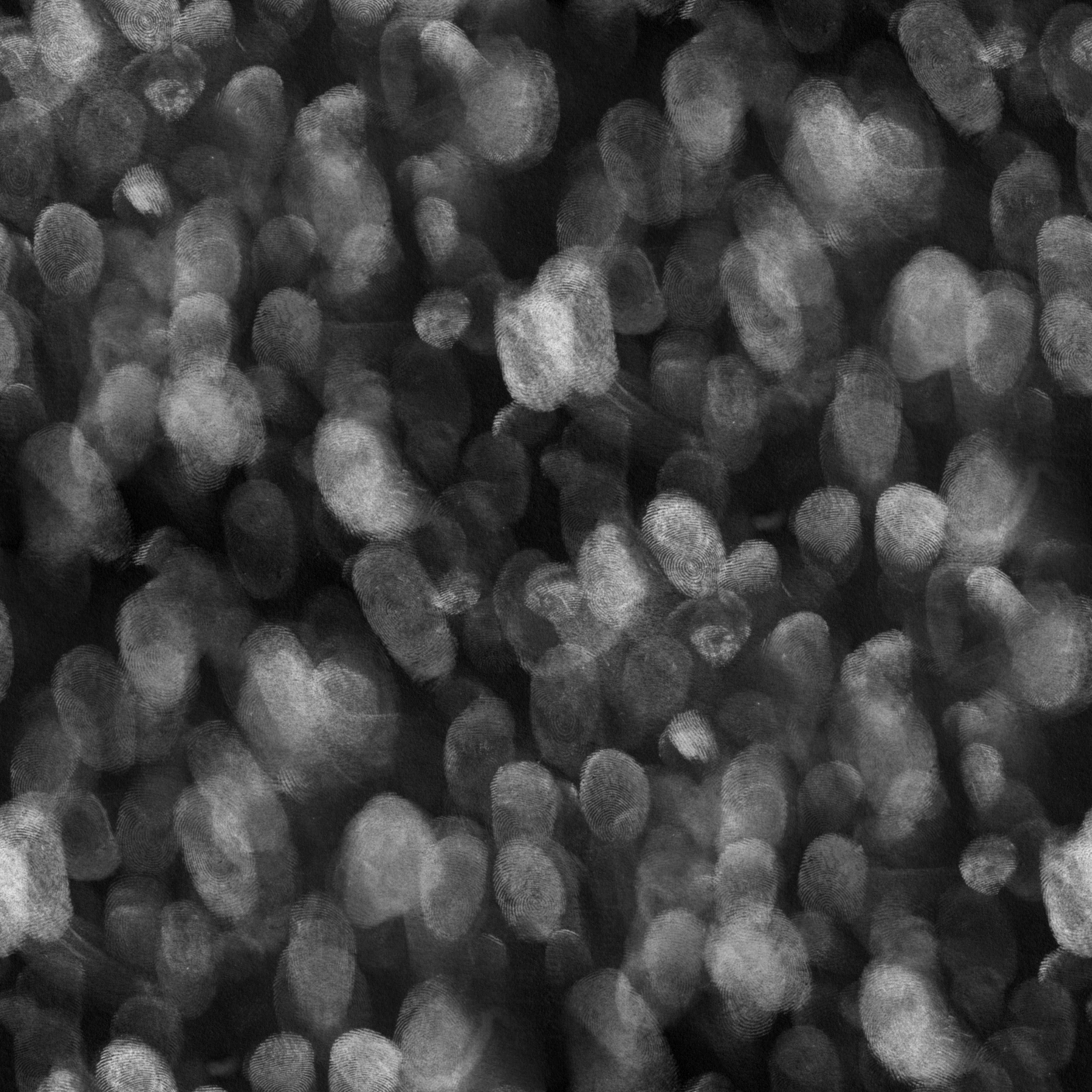 Chiken rooster Free 3D model_2