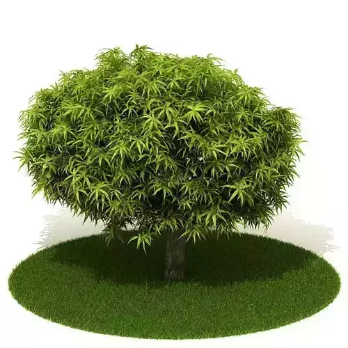 Small Green Tree 3D model