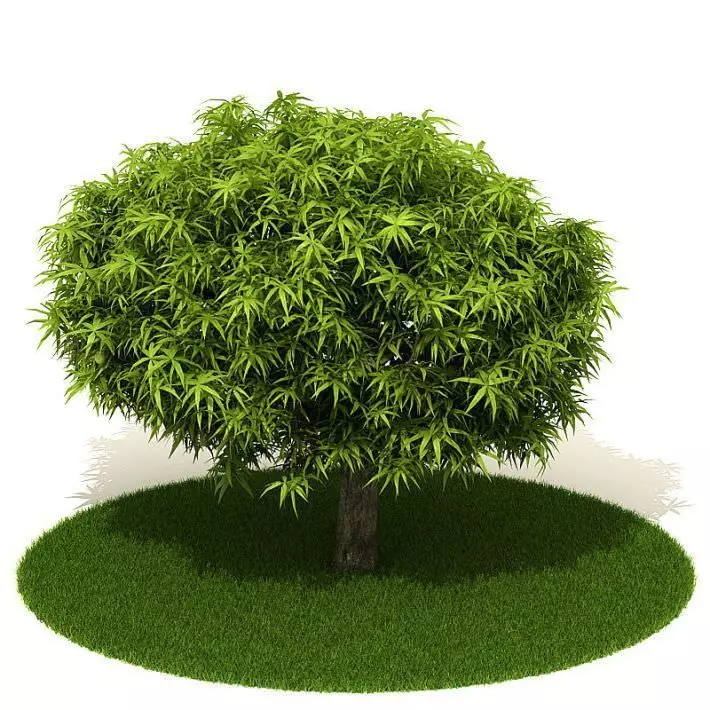Small Green Tree 3D model | CGTrader