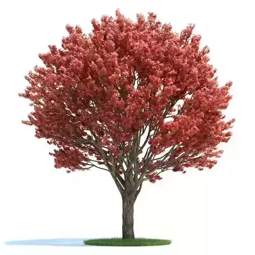 Pink Leaf Tree