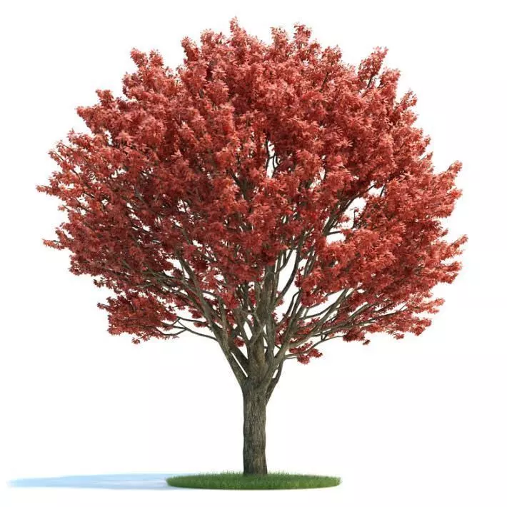 Pink Leaf Tree 3D model_0