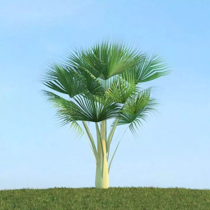 Large Palm Tree 3D model_0