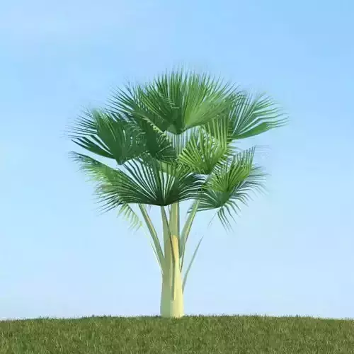 Large Palm Tree