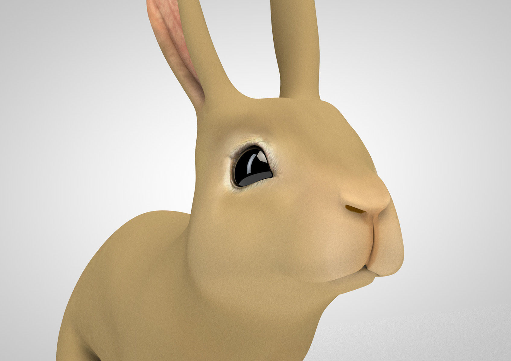Detailed rabbit with quads  3D model_1
