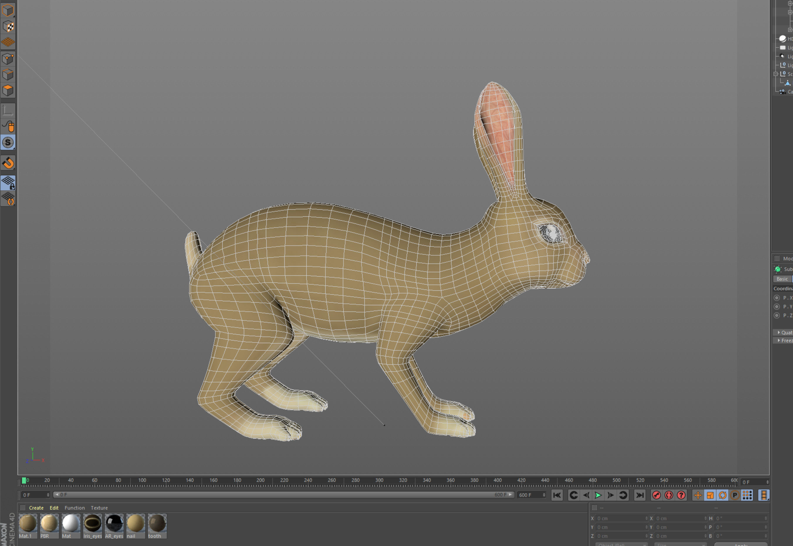 Detailed rabbit with quads  3D model_2