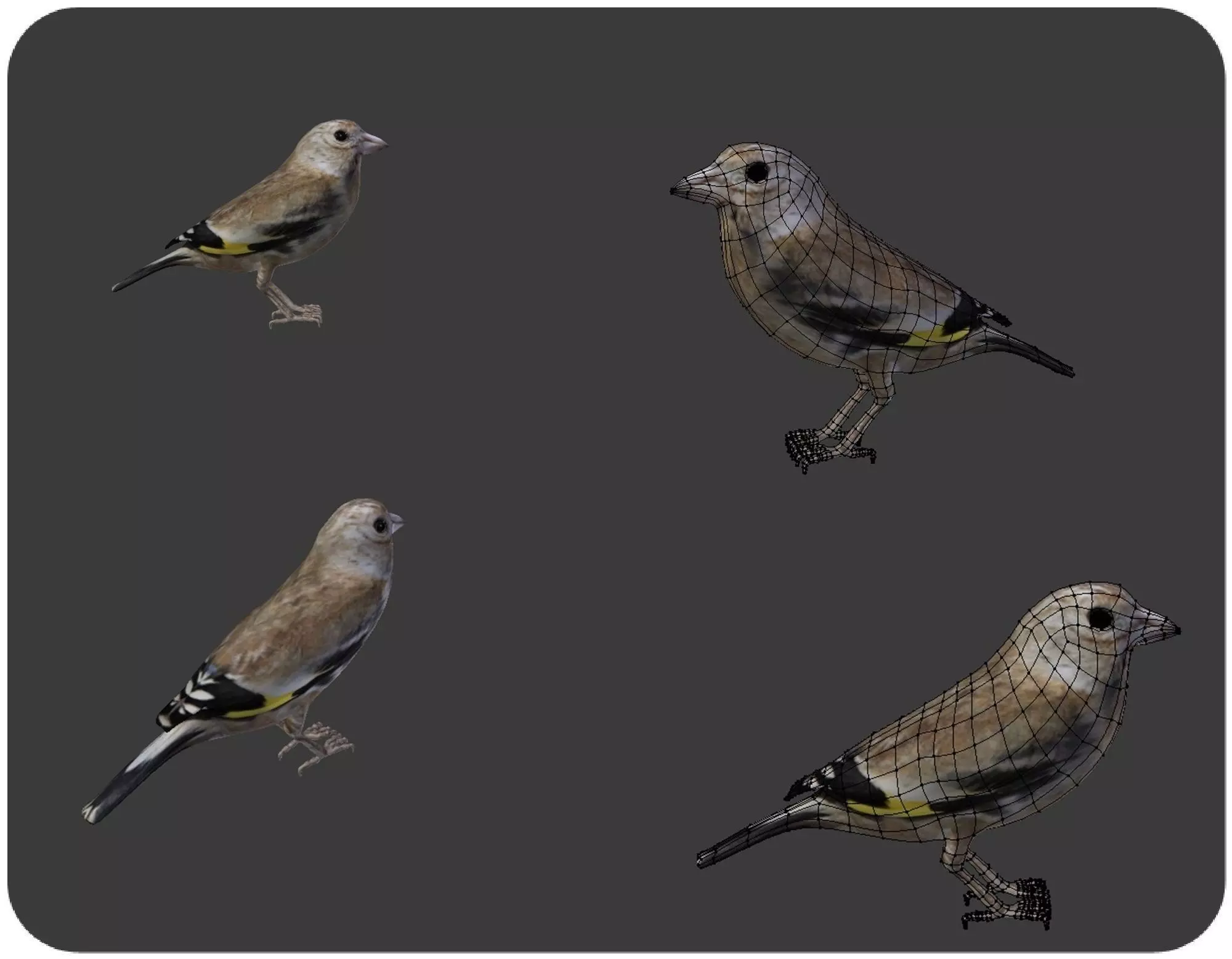 bird golden finch 3D model_0