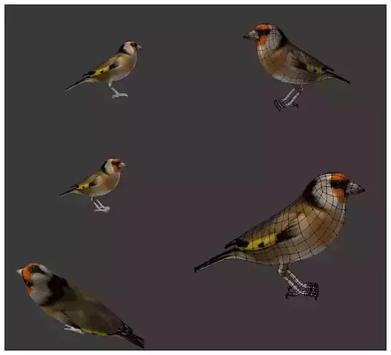 bird golden finch 2 3D model
