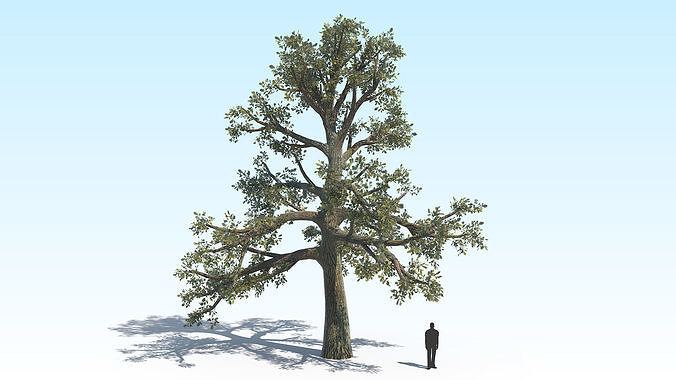 Oak Tree 06 PBR Low-poly 3D model