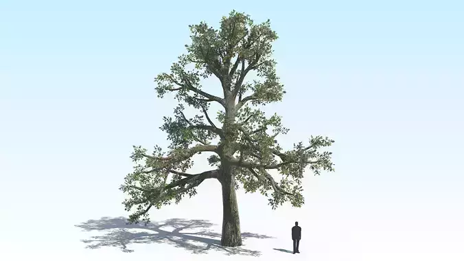 Oak Tree 06 PBR Low-poly 3D model
