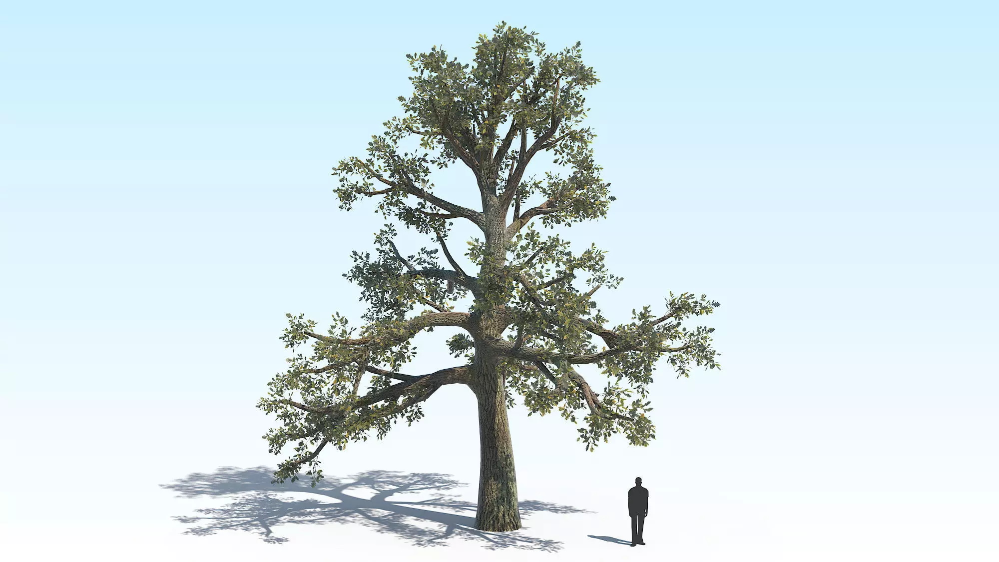 Oak Tree 06 PBR Low-poly 3D model
