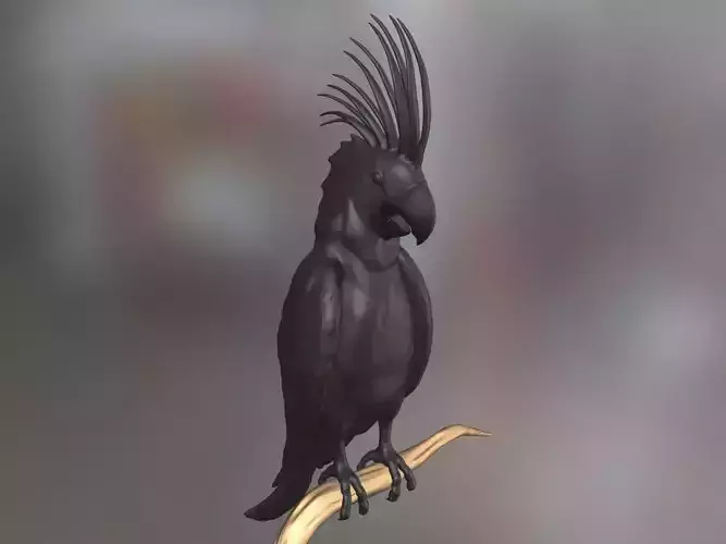 Palm Cockatoo