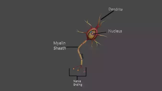 Human Nerve Cell