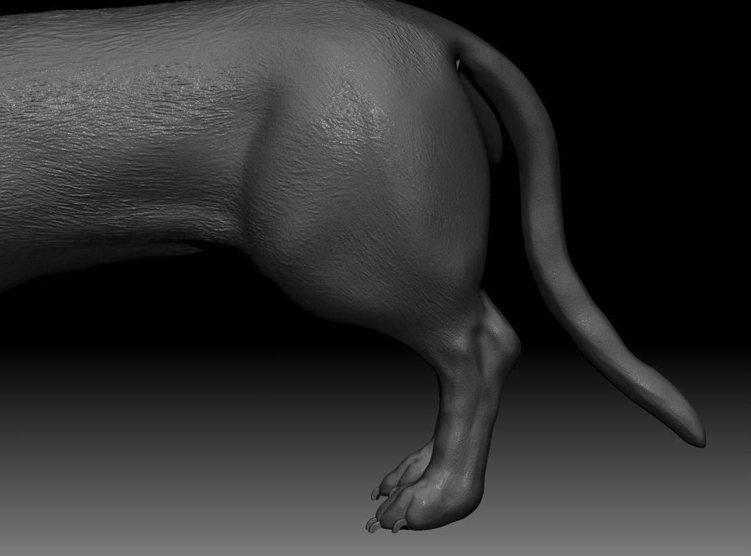 Detailed Dachshund Dog Low-poly 3D model_5