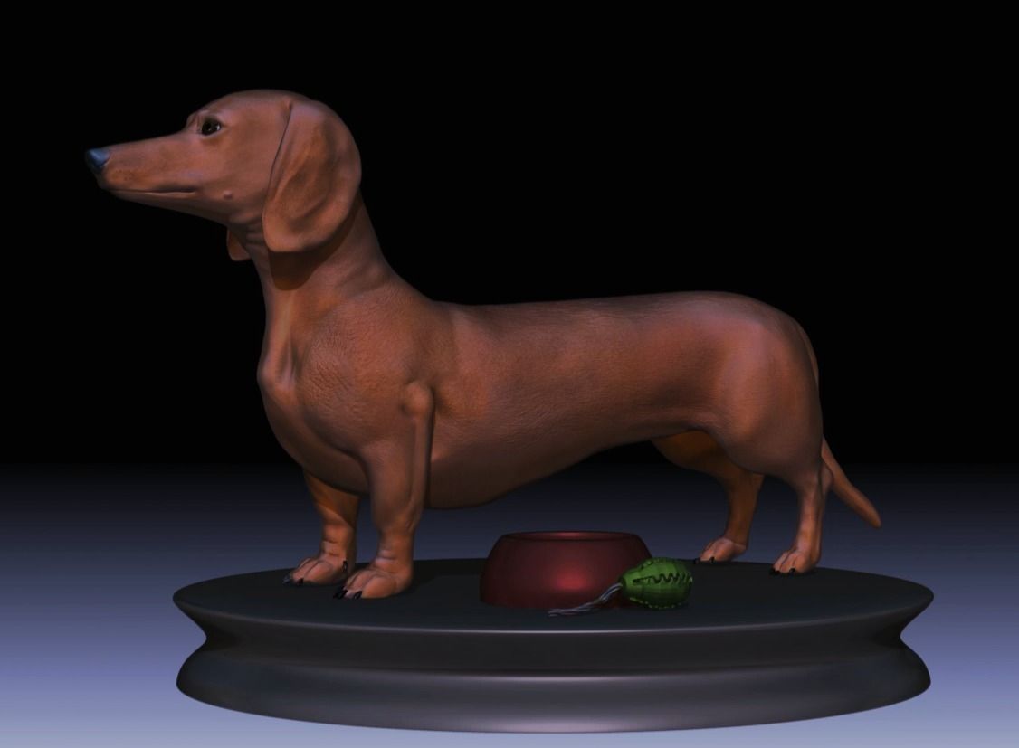 Detailed Dachshund Dog Low-poly 3D model_6