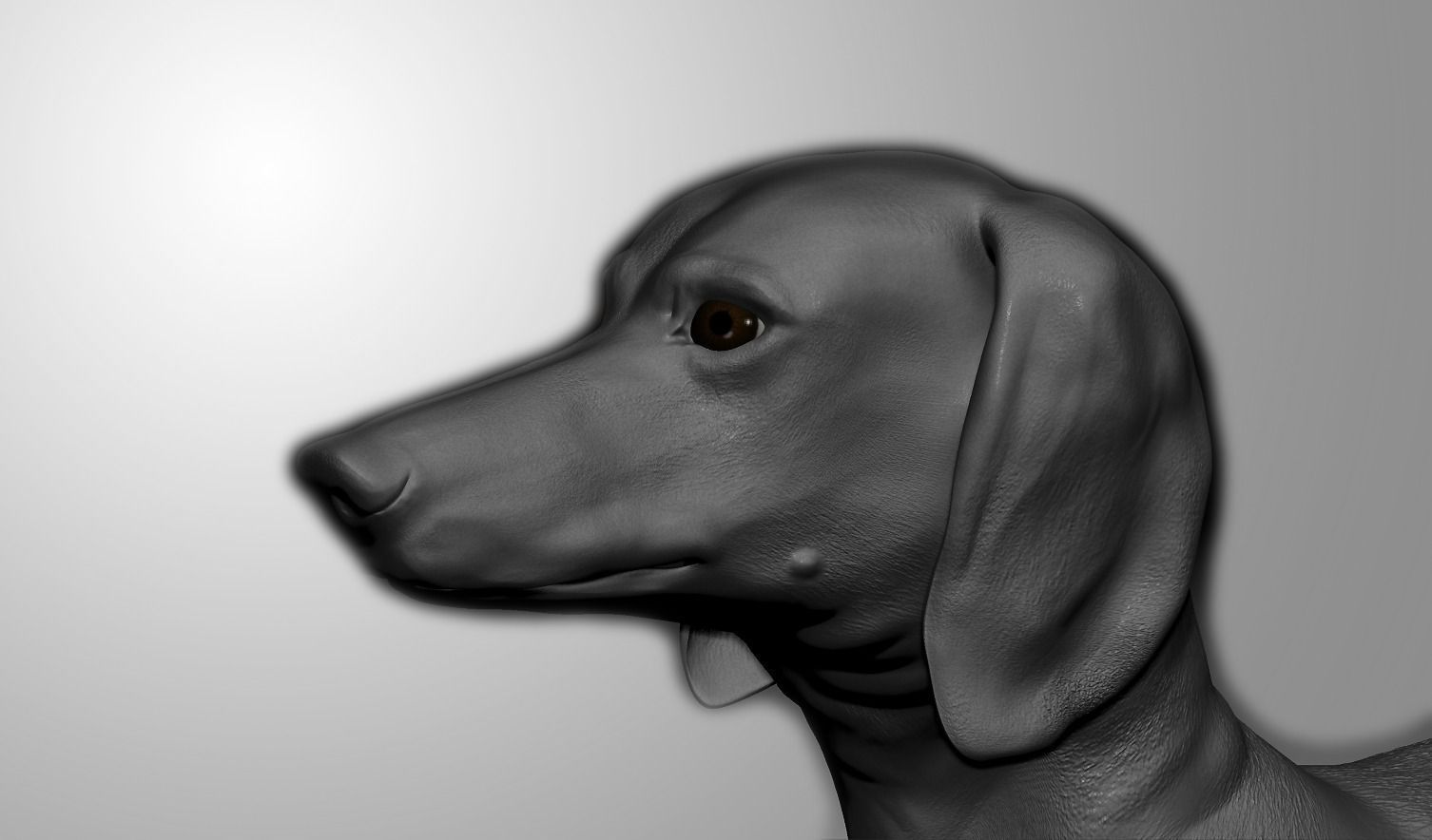 Detailed Dachshund Dog Low-poly 3D model_4