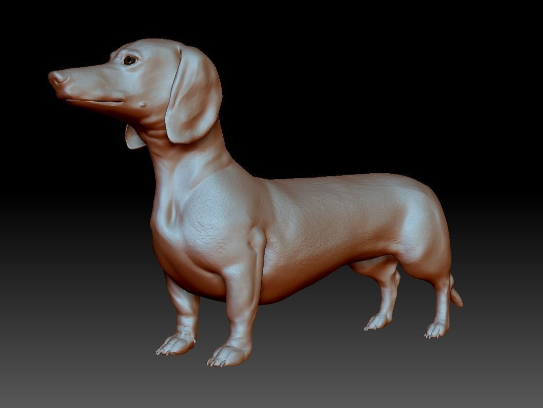 Detailed Dachshund Dog Low-poly 3D model_13